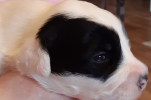 TableOfPuppies_A