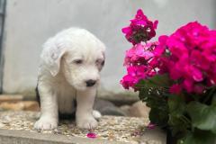 IMG-20230616-WA0026