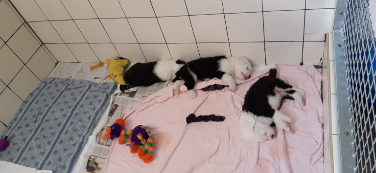 Štěňátka jsou přestěhována do psí místnosti :-)