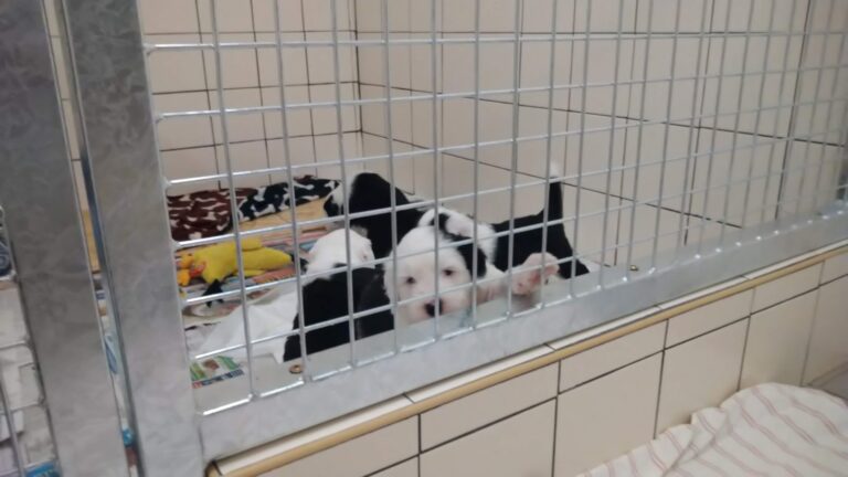 Štěňátka jsou přestěhována do psí místnosti :-)