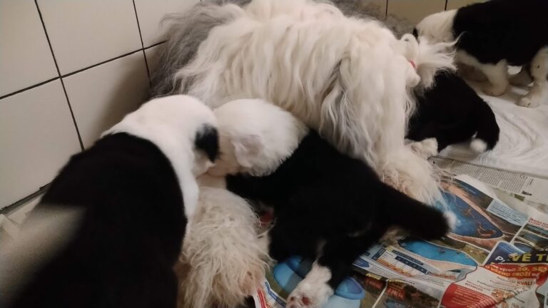 Štěňátka jsou přestěhována do psí místnosti :-)