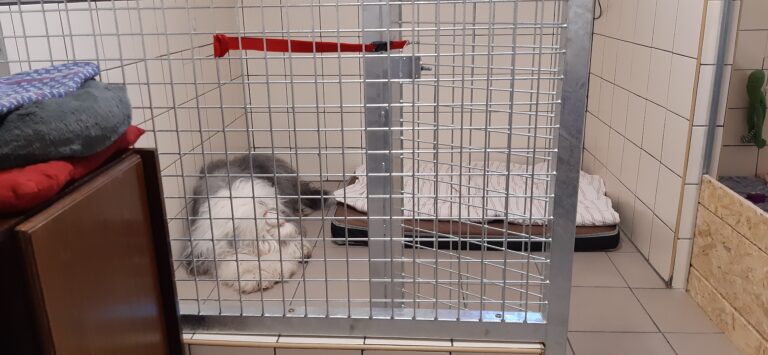 Štěňátka jsou přestěhována do psí místnosti :-)