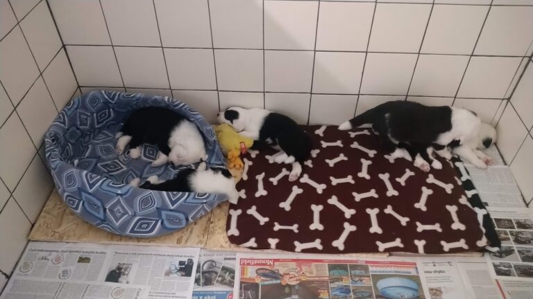 Štěňátka jsou přestěhována do psí místnosti :-)